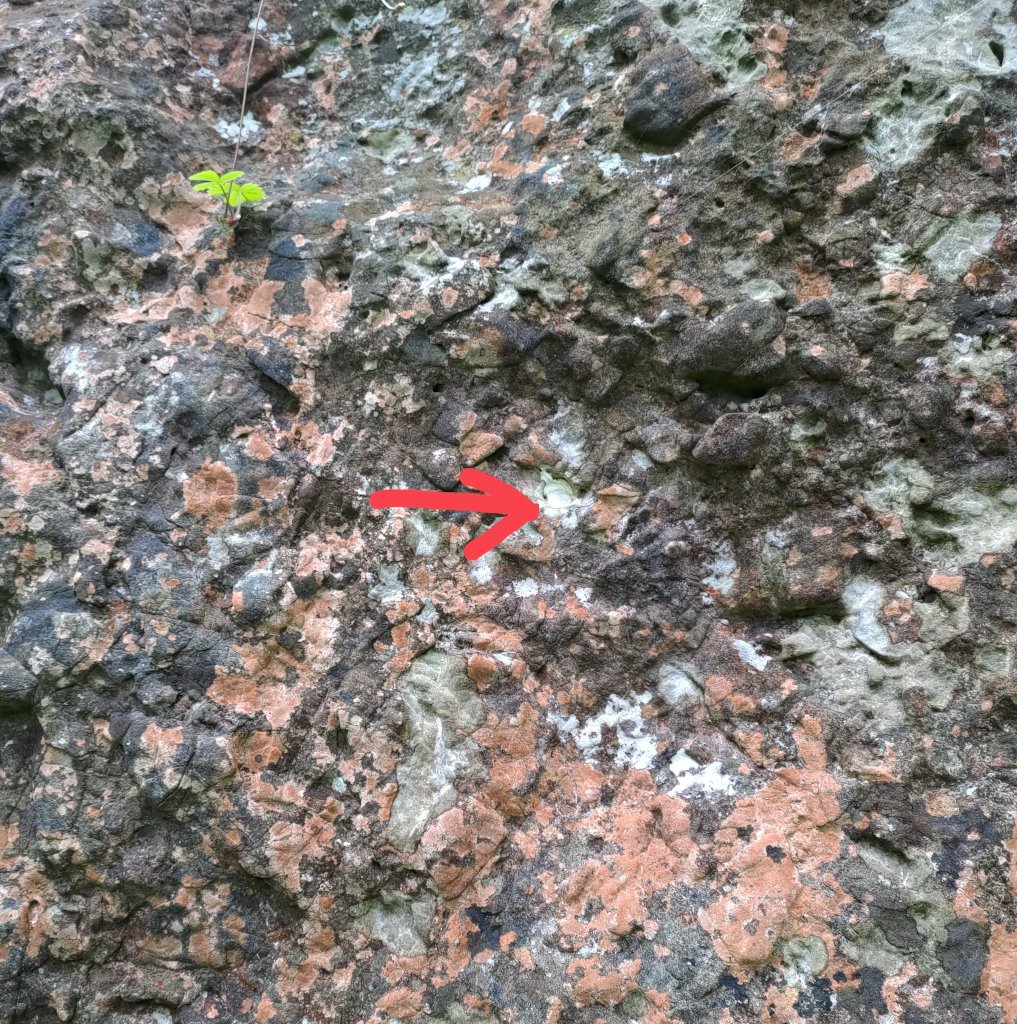 1 Quadratmeter Felsoberfläche mit bunten Flechten und Hinweispfeil | © DAV Göttingen